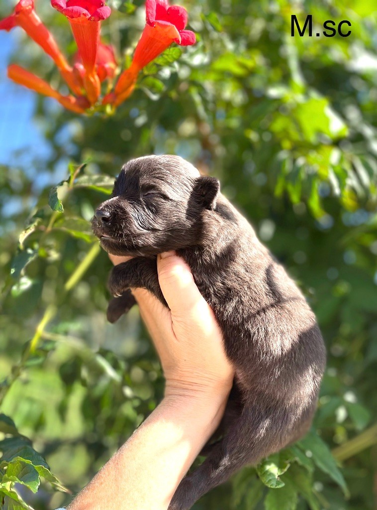 Dovahkiin Daal - Chiot disponible  - Berger hollandais