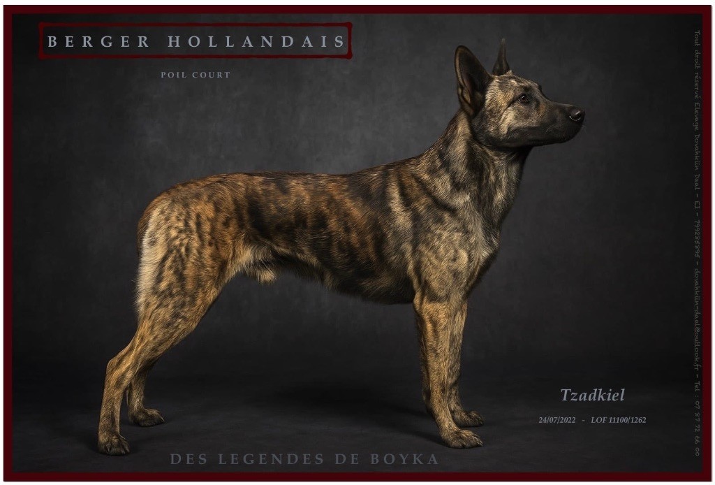 Tzadkiel Des Légendes De Boyka