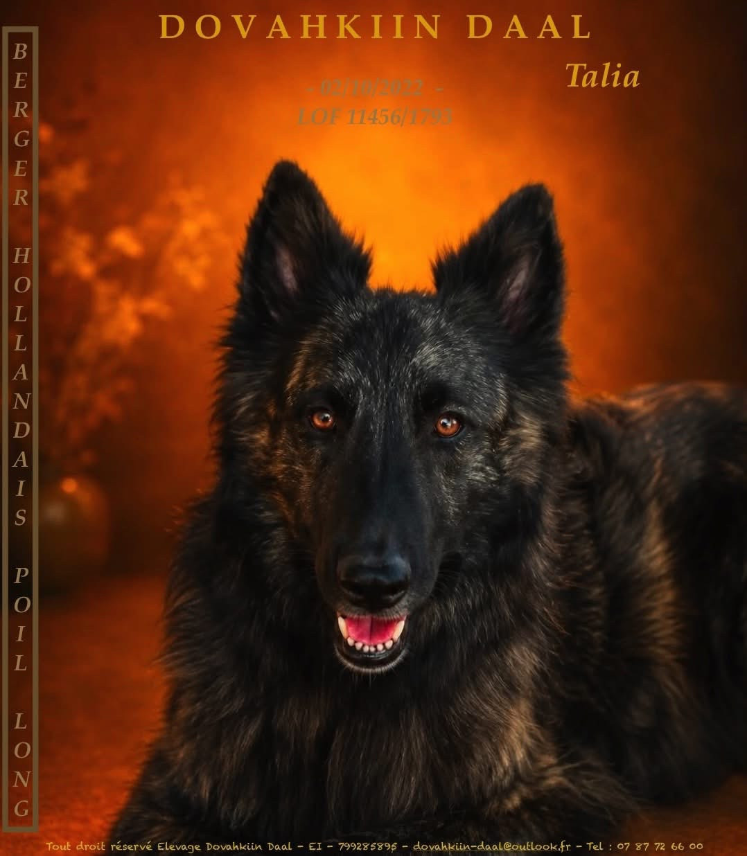 TALIA Dovahkiin Daal