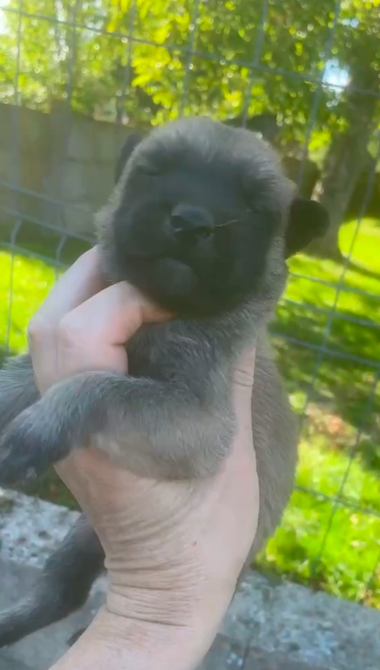 Dovahkiin Daal - Chiots disponibles - Berger hollandais