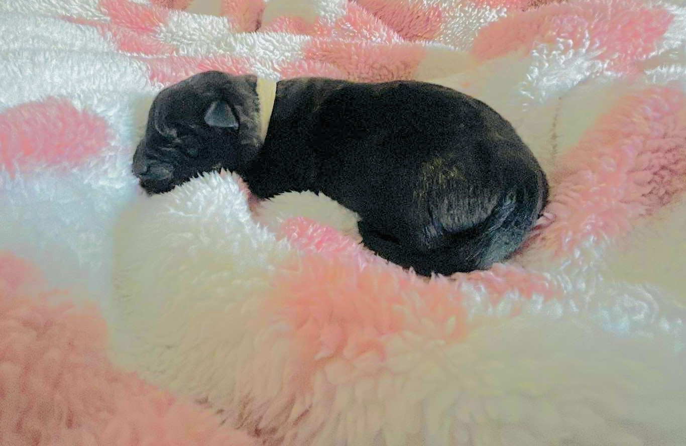 Dovahkiin Daal - Chiots disponibles - Berger hollandais