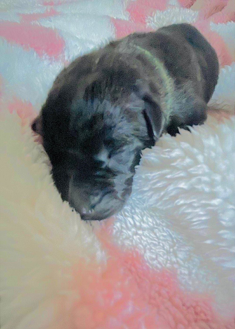 Dovahkiin Daal - Chiots disponibles - Berger hollandais