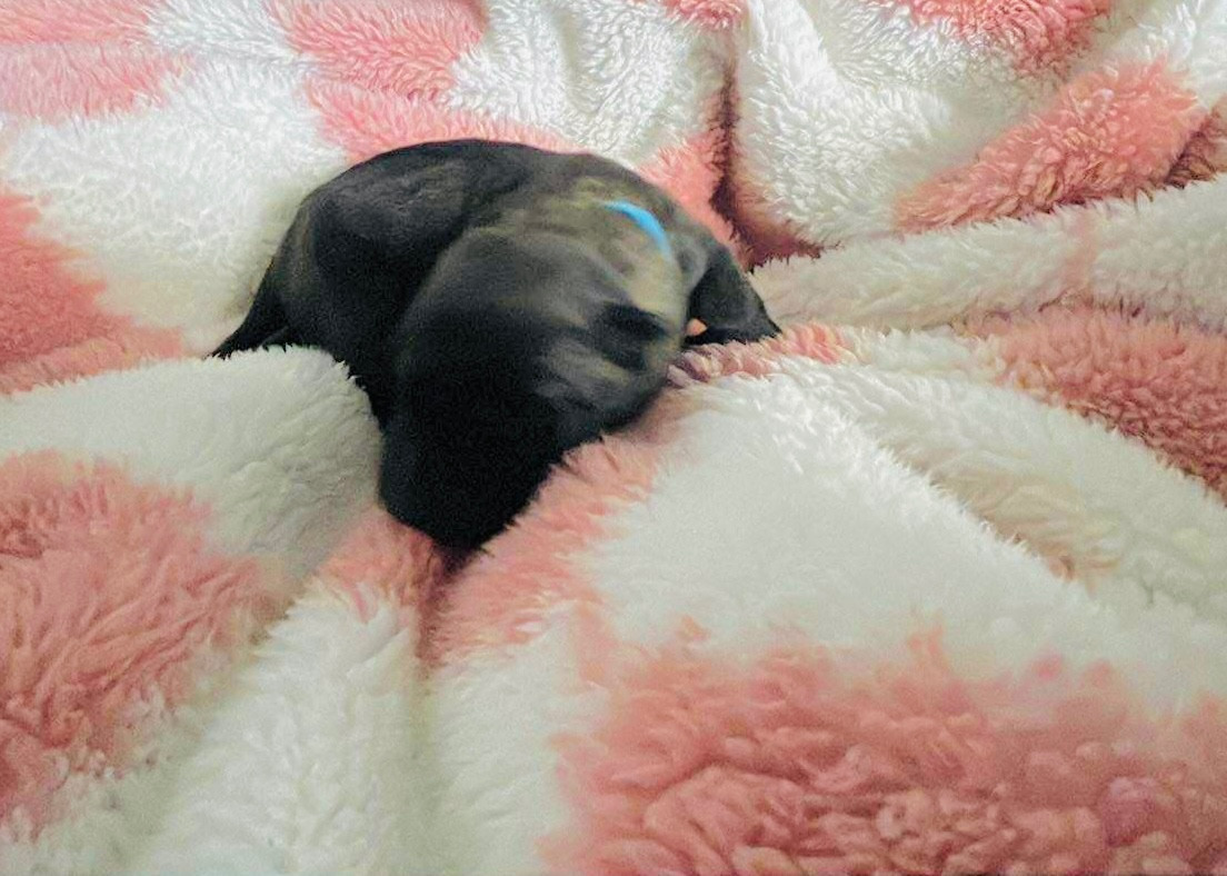 Dovahkiin Daal - Chiots disponibles - Berger hollandais