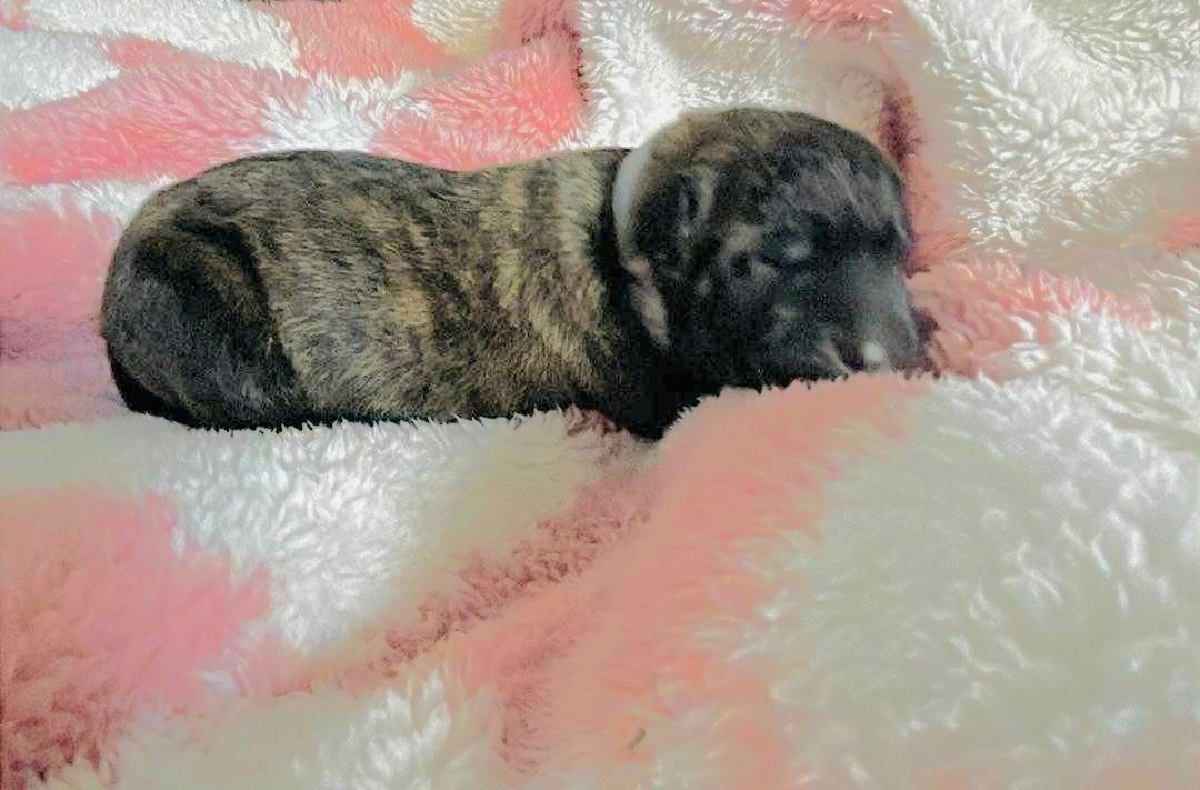 Dovahkiin Daal - Chiots disponibles - Berger hollandais