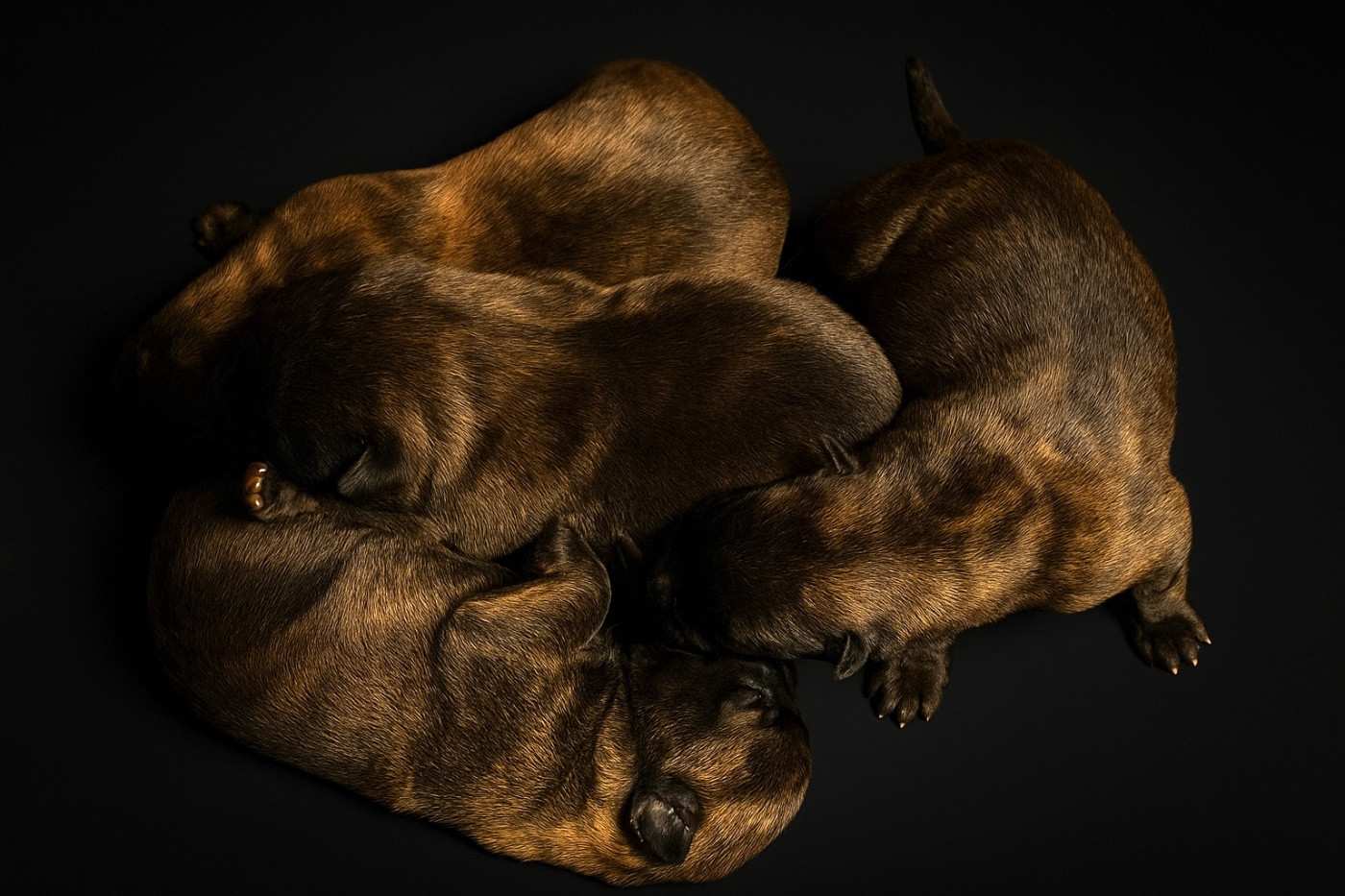 Chiot Berger hollandais Dovahkiin Daal