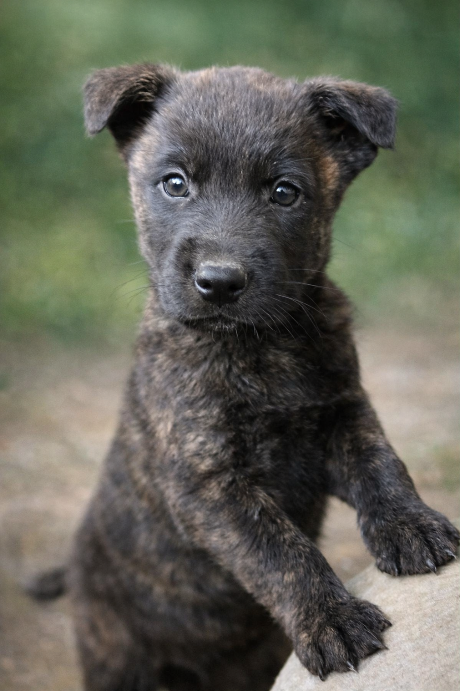 Dovahkiin Daal - Chiots disponibles - Berger hollandais