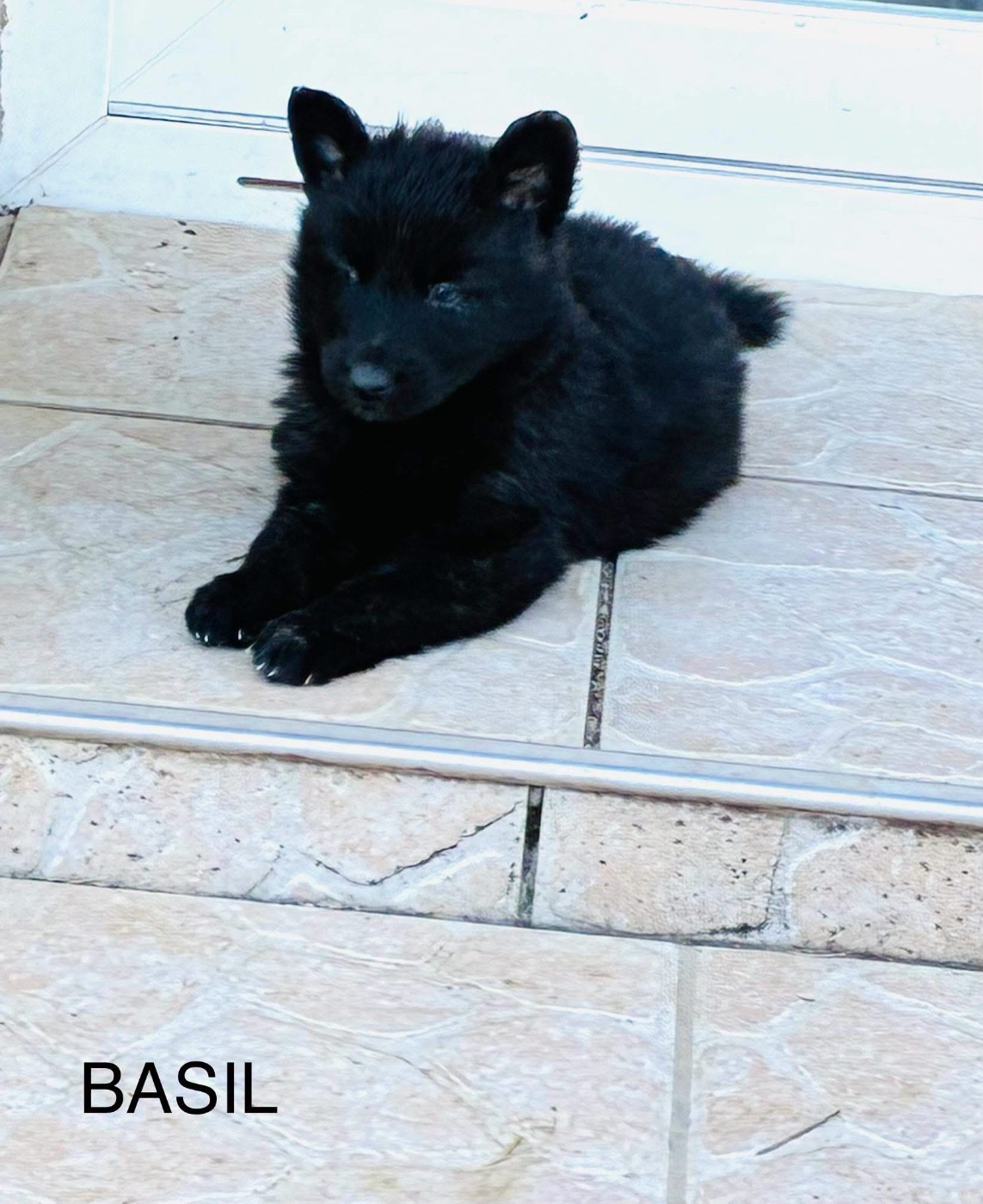 Dovahkiin Daal - Chiots disponibles - Berger hollandais
