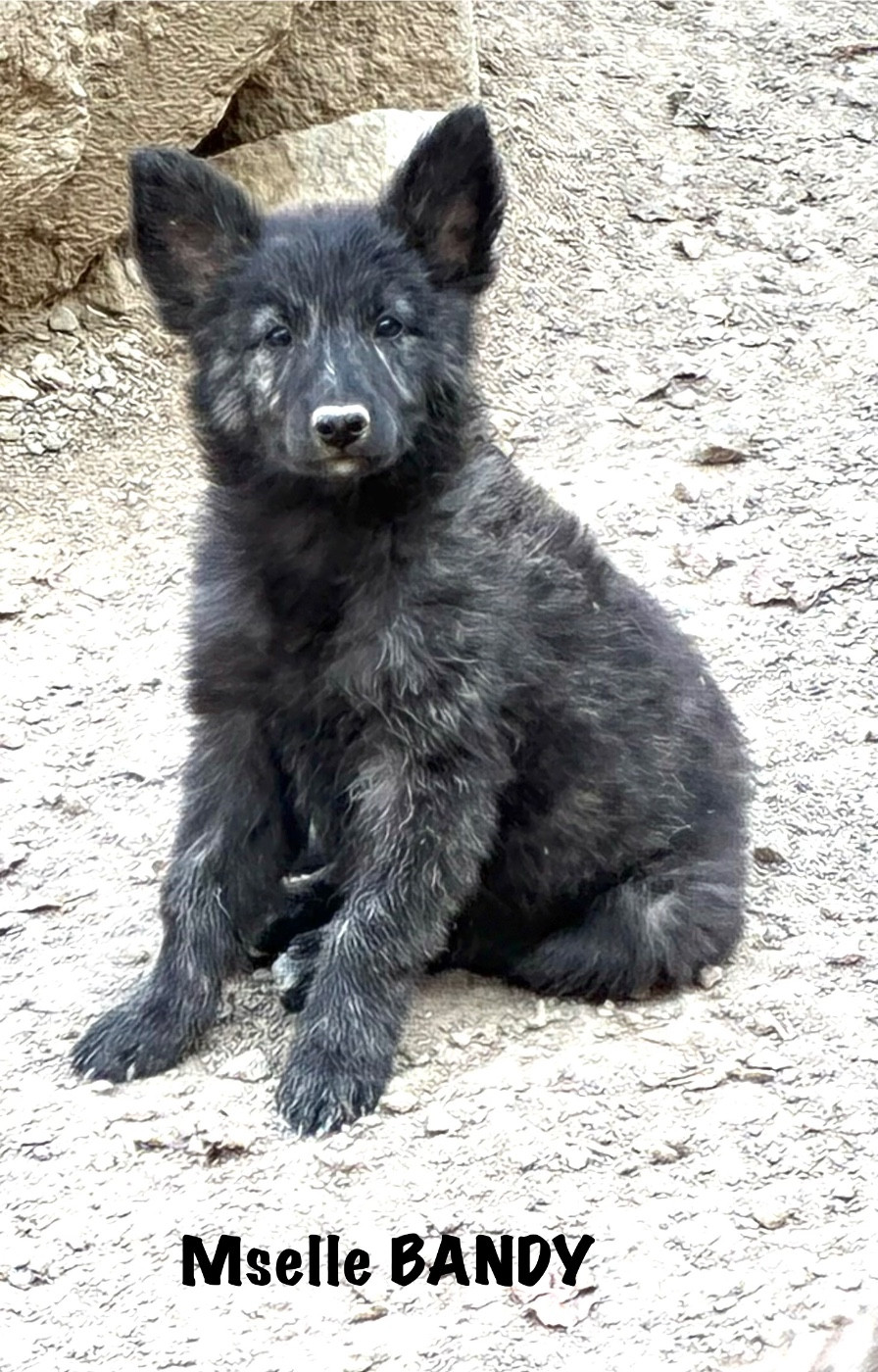 Dovahkiin Daal - Chiots disponibles - Berger hollandais