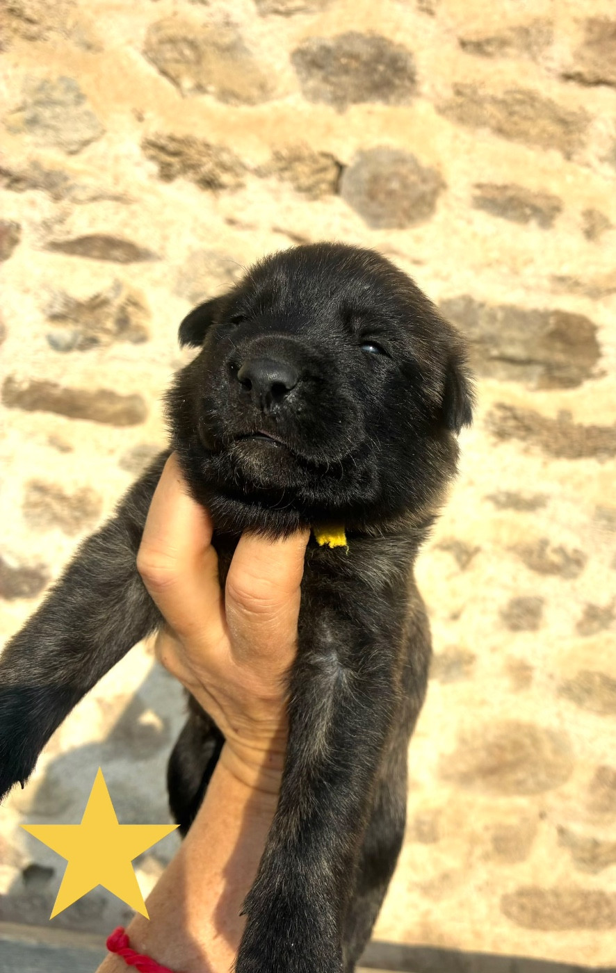 Dovahkiin Daal - Chiots disponibles - Berger hollandais