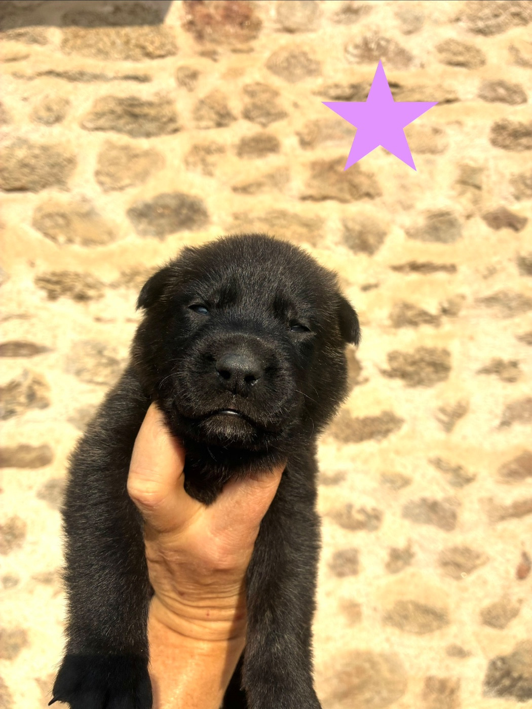 Dovahkiin Daal - Chiots disponibles - Berger hollandais