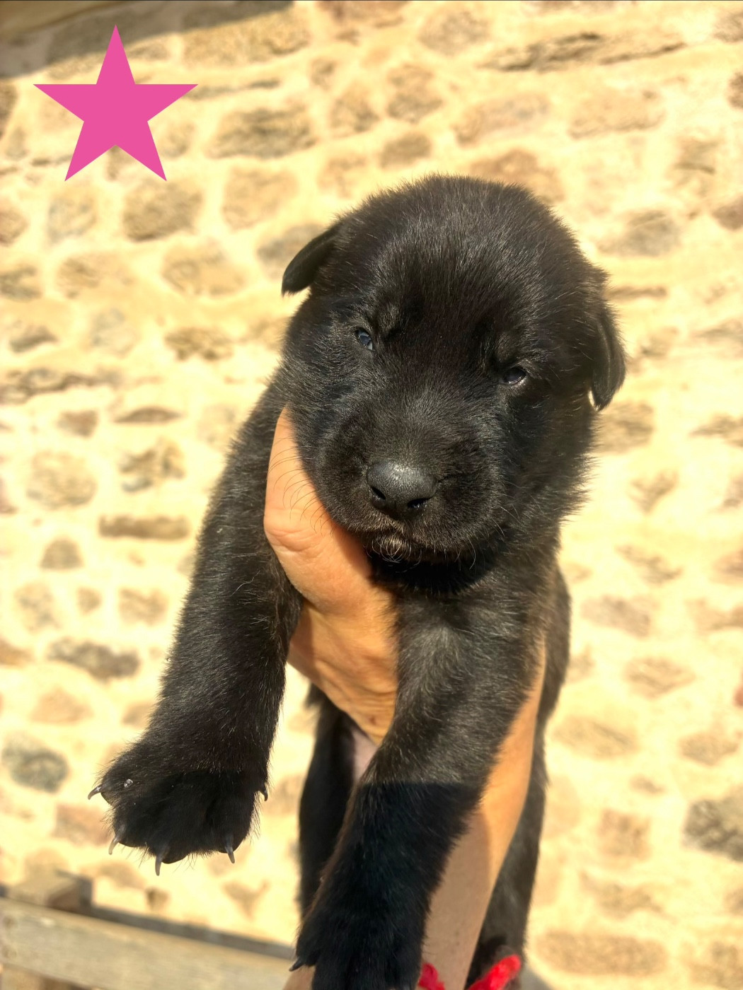 Dovahkiin Daal - Chiots disponibles - Berger hollandais