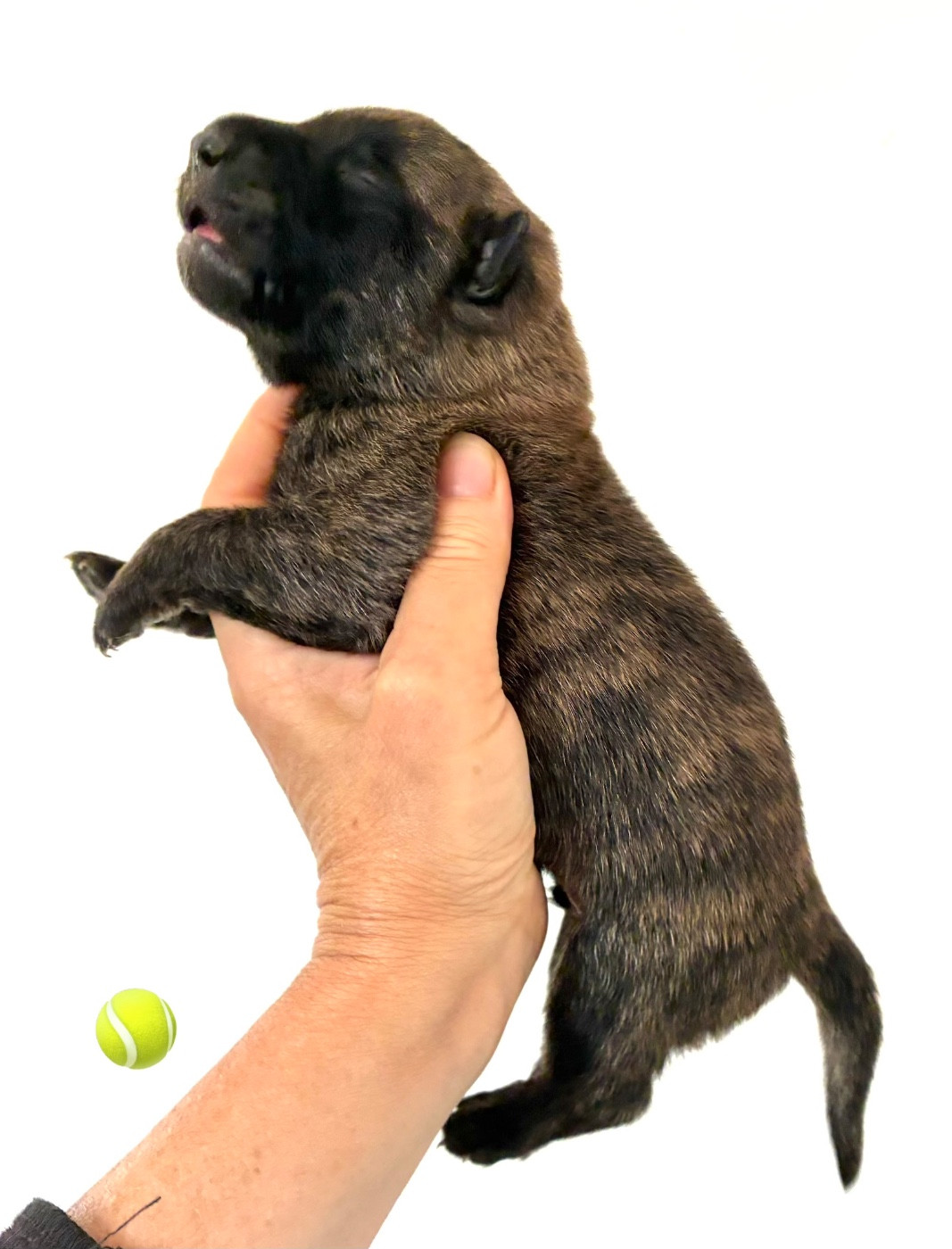 Dovahkiin Daal - Chiots disponibles - Berger hollandais