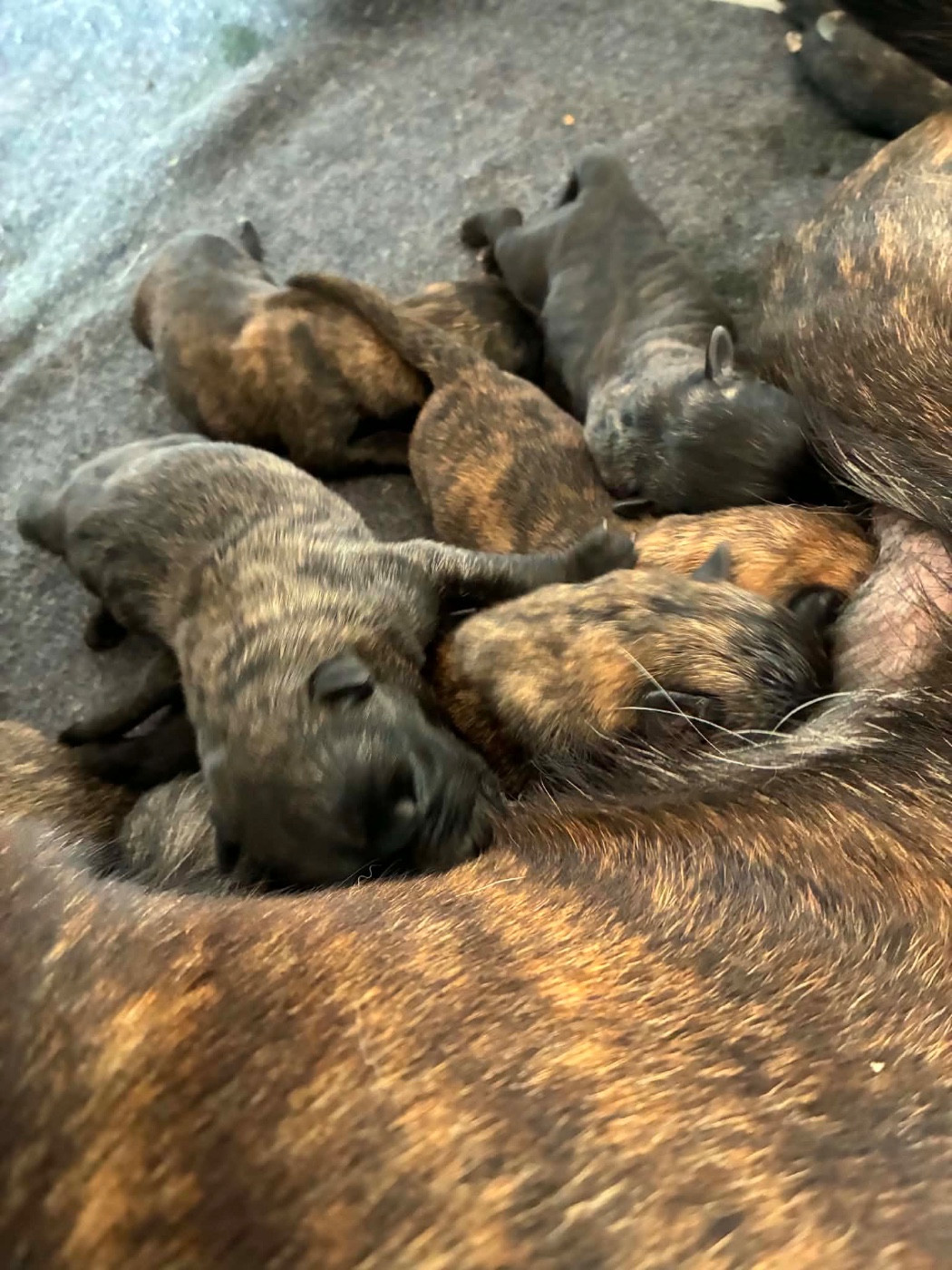 Chiot Berger hollandais Dovahkiin Daal