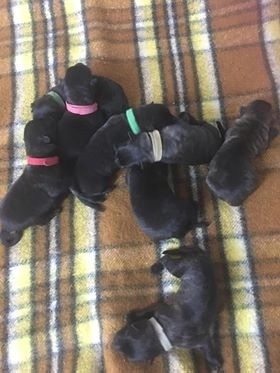 Chiot Berger hollandais Dovahkiin Daal