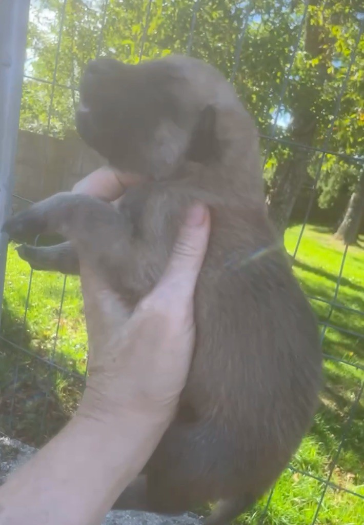 Dovahkiin Daal - Chiots disponibles - Berger hollandais