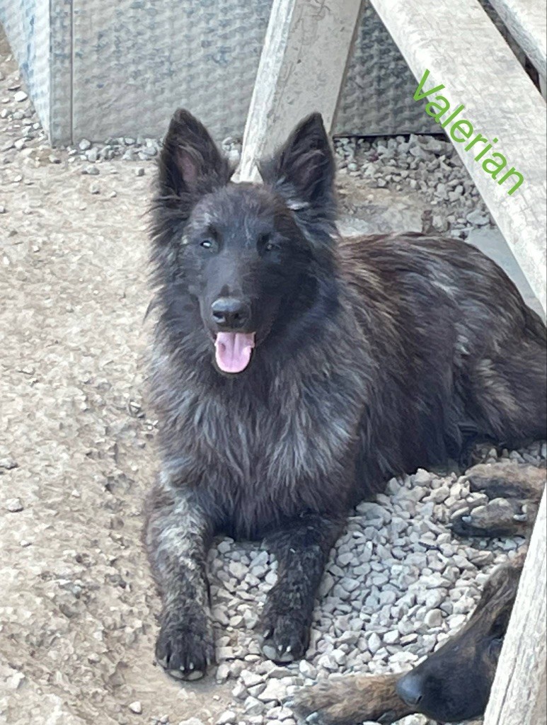 Dovahkiin Daal - Chiots disponibles - Berger hollandais