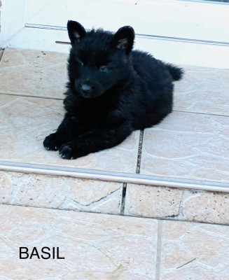 BAZÎL