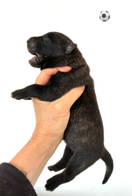 CHIOT 5