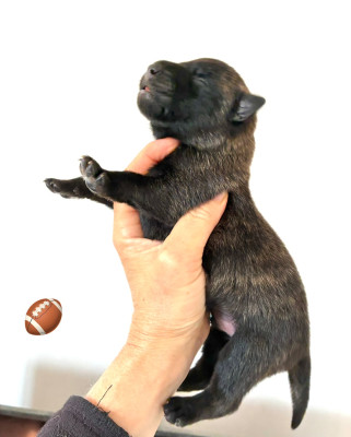 CHIOT 6