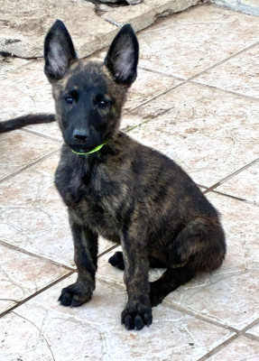 CHIOT 1