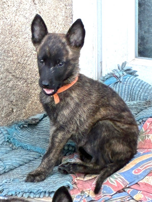 CHIOT 2