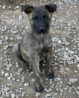 CHIOT 7
