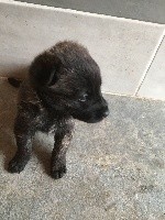 PRISKA