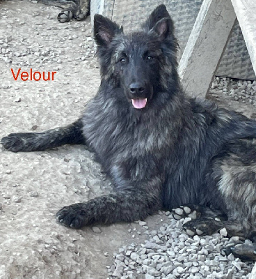 Velour