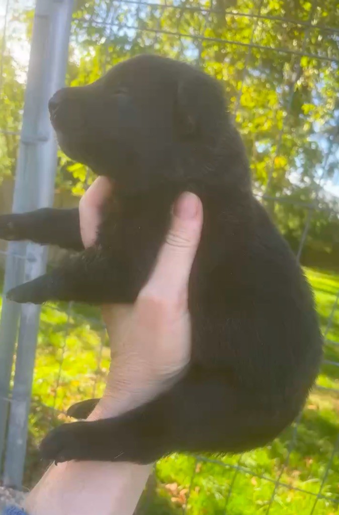 Dovahkiin Daal - Chiots disponibles - Berger hollandais