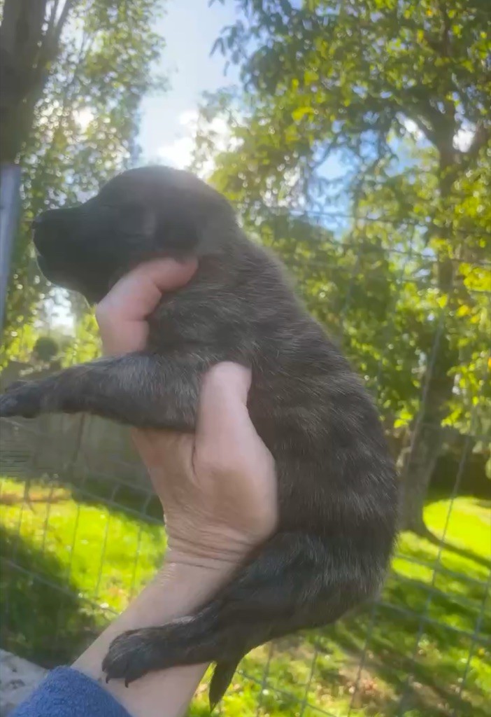 Dovahkiin Daal - Chiots disponibles - Berger hollandais