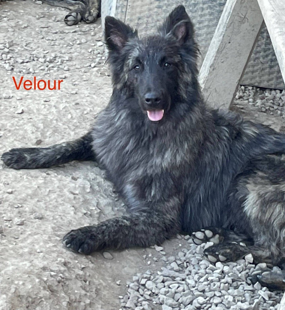 Dovahkiin Daal - Chiots disponibles - Berger hollandais